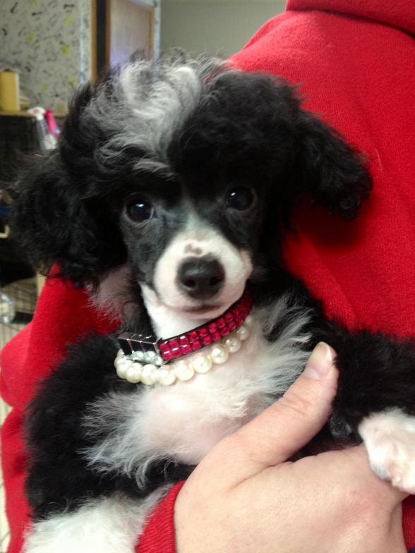 PartiTyme Poodles Storm Lake, IA 50588